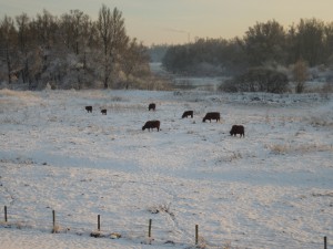 De natuur